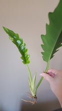 Load and play video in Gallery viewer, Philodendron Jungle Boogie Rooted Stems or Pots
