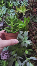 Load and play video in Gallery viewer, Succulent Plants 2&quot; (3 Pots)
