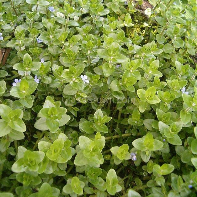 Bunch Lemon Bacopa Caroliniana-Aquatic Plants-Glass Grown Aquatics-Glass Grown Aquatics-Aquarium live fish plants, decor