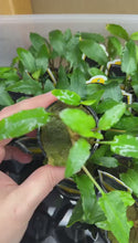 Load and play video in Gallery viewer, Potted Cryptocoryne Wendtii Green
