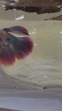 Load and play video in Gallery viewer, Male Halfmoon Betta
