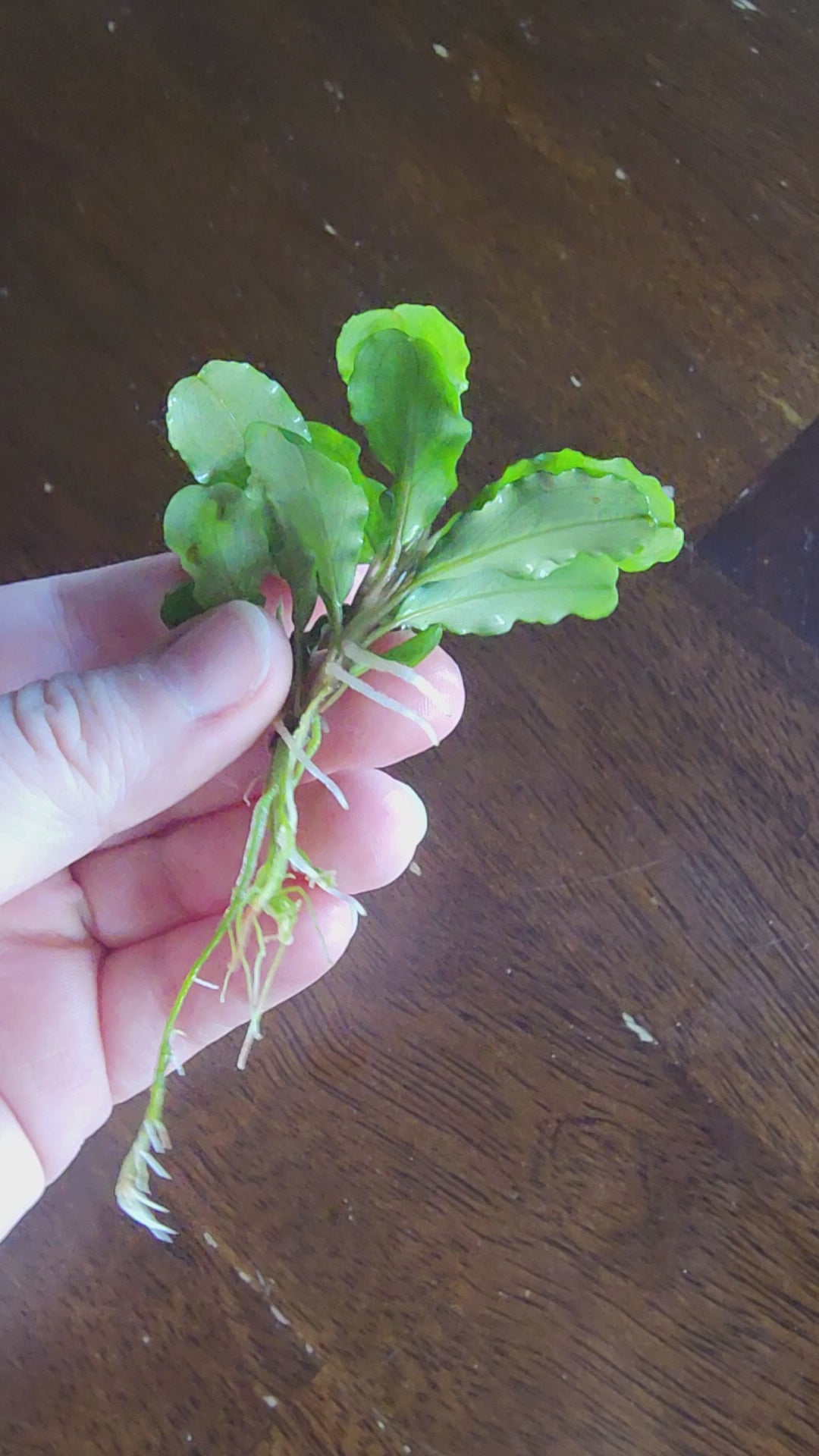 Bucephalandra Green Wavy – Glass Grown Aquatics