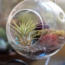 Load image into Gallery viewer, Air Plants Tillandsia (3-5&quot;)-Potted Houseplants-Glass Grown-Single Air plant-Glass Grown Aquatics-Aquarium live fish plants, decor
