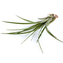 Load image into Gallery viewer, Air Plants Tillandsia (3-5&quot;)-Potted Houseplants-Glass Grown-Single Air plant-Glass Grown Aquatics-Aquarium live fish plants, decor
