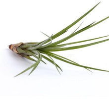 Load image into Gallery viewer, Air Plants Tillandsia (3-5&quot;)-Potted Houseplants-Glass Grown-Single Air plant-Glass Grown Aquatics-Aquarium live fish plants, decor
