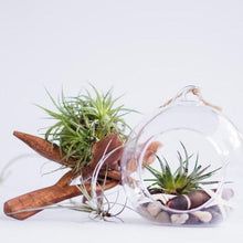 Load image into Gallery viewer, Air Plants Tillandsia (3-5&quot;)-Potted Houseplants-Glass Grown-Single Air plant-Glass Grown Aquatics-Aquarium live fish plants, decor
