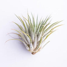 Load image into Gallery viewer, Air Plants Tillandsia (3-5&quot;)-Potted Houseplants-Glass Grown-Single Air plant-Glass Grown Aquatics-Aquarium live fish plants, decor
