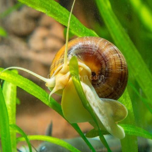 Albino Mystery Snail-Live Animals-Glass Grown-Single Snail-Glass Grown Aquatics-Aquarium live fish plants, decor