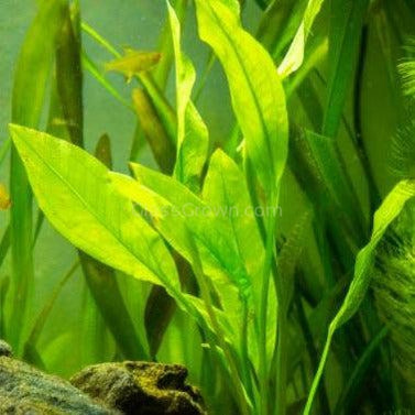 Amazon Sword Plant – Live Aquarium Plant