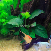 Load image into Gallery viewer, Anubias Barteri Mother-Aquatic Plants-Glass Grown-Glass Grown Aquatics-Aquarium live fish plants, decor
