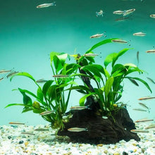 Load image into Gallery viewer, Anubias Frazeri-Aquatic Plants-Glass Grown-Glass Grown Aquatics-Aquarium live fish plants, decor
