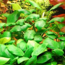 Load image into Gallery viewer, Anubias Frazeri Mother-Aquatic Plants-Glass Grown-Glass Grown Aquatics-Aquarium live fish plants, decor
