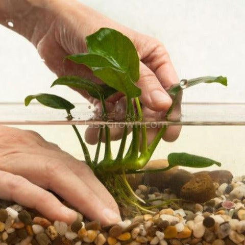 Anubias Frazeri Mother-Aquatic Plants-Glass Grown-Glass Grown Aquatics-Aquarium live fish plants, decor