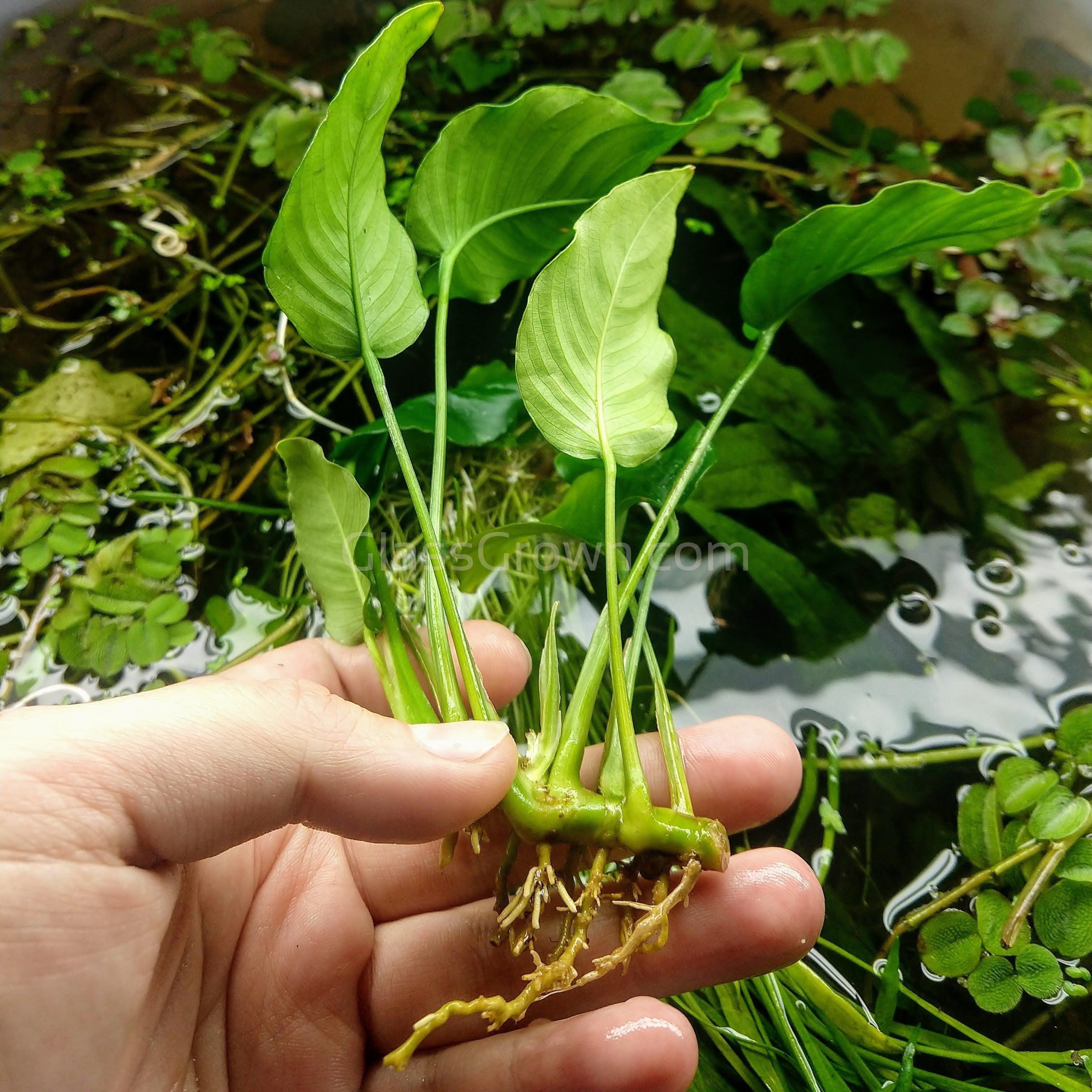 Anubias Nana Mother – Glass Grown Aquatics