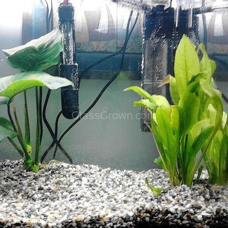 Goldfish Plant Bundle (5 plants) – Glass Grown Aquatics