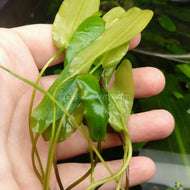 Aponogeton Natans Bulb-Aquatic Plants-Glass Grown-Glass Grown Aquatics-Aquarium live fish plants, decor