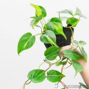 pothos plant in aquarium filter Aquarium Filter Stems- Choose your own! – Glass Grown Aquatics