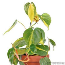 Load image into Gallery viewer, Aquarium Filter Stems- Choose your own!-Potted Houseplants-Glass Grown-Golden Pothos-Glass Grown Aquatics-Aquarium live fish plants, decor
