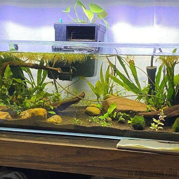 pothos plant in aquarium filter Aquarium Filter Stems- Choose your own! – Glass Grown Aquatics