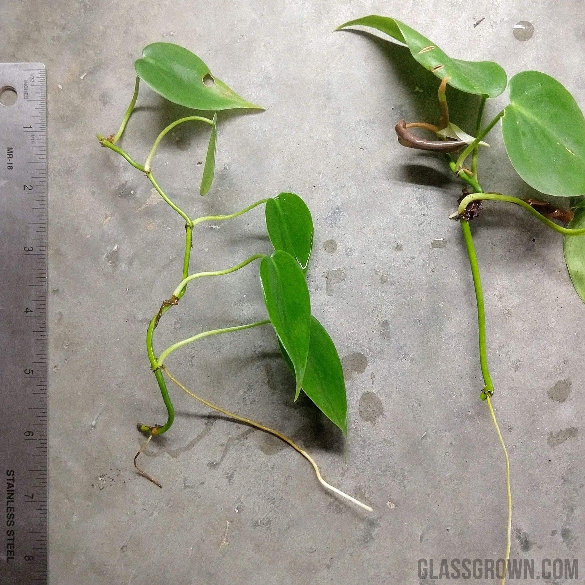 heartleaf philodendron aquarium Aquarium Filter Stems- Choose your own! – Glass Grown Aquatics