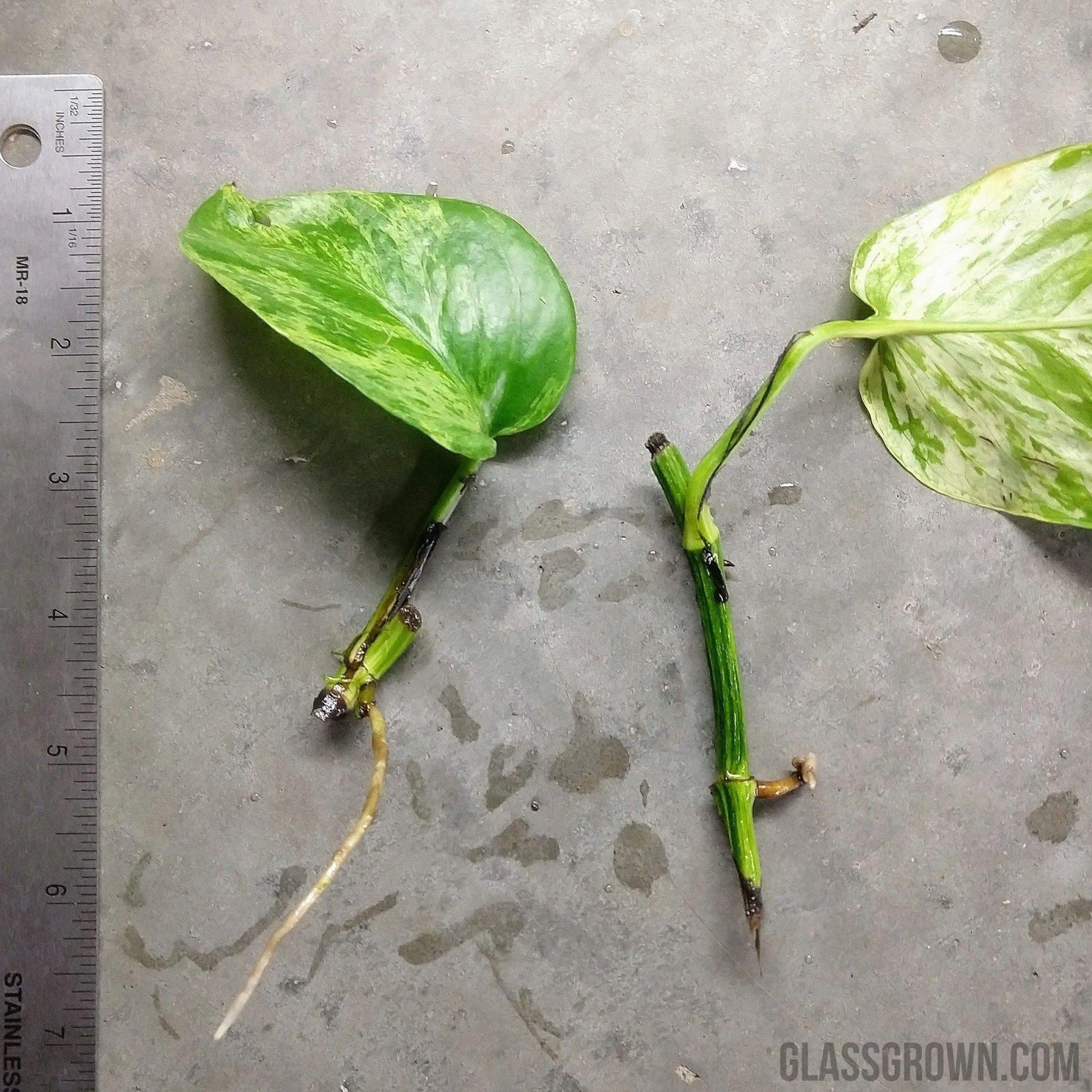 pothos plant in aquarium filter Aquarium Filter Stems- Choose your own! – Glass Grown Aquatics