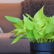 Load image into Gallery viewer, Aquarium Filter Stems- Choose your own!-Potted Houseplants-Glass Grown-Neon Pothos-Glass Grown Aquatics-Aquarium live fish plants, decor
