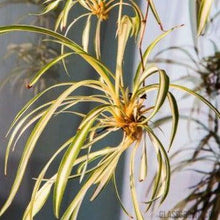 Load image into Gallery viewer, Aquarium Filter Stems- Choose your own!-Potted Houseplants-Glass Grown-Spider Plant-Glass Grown Aquatics-Aquarium live fish plants, decor

