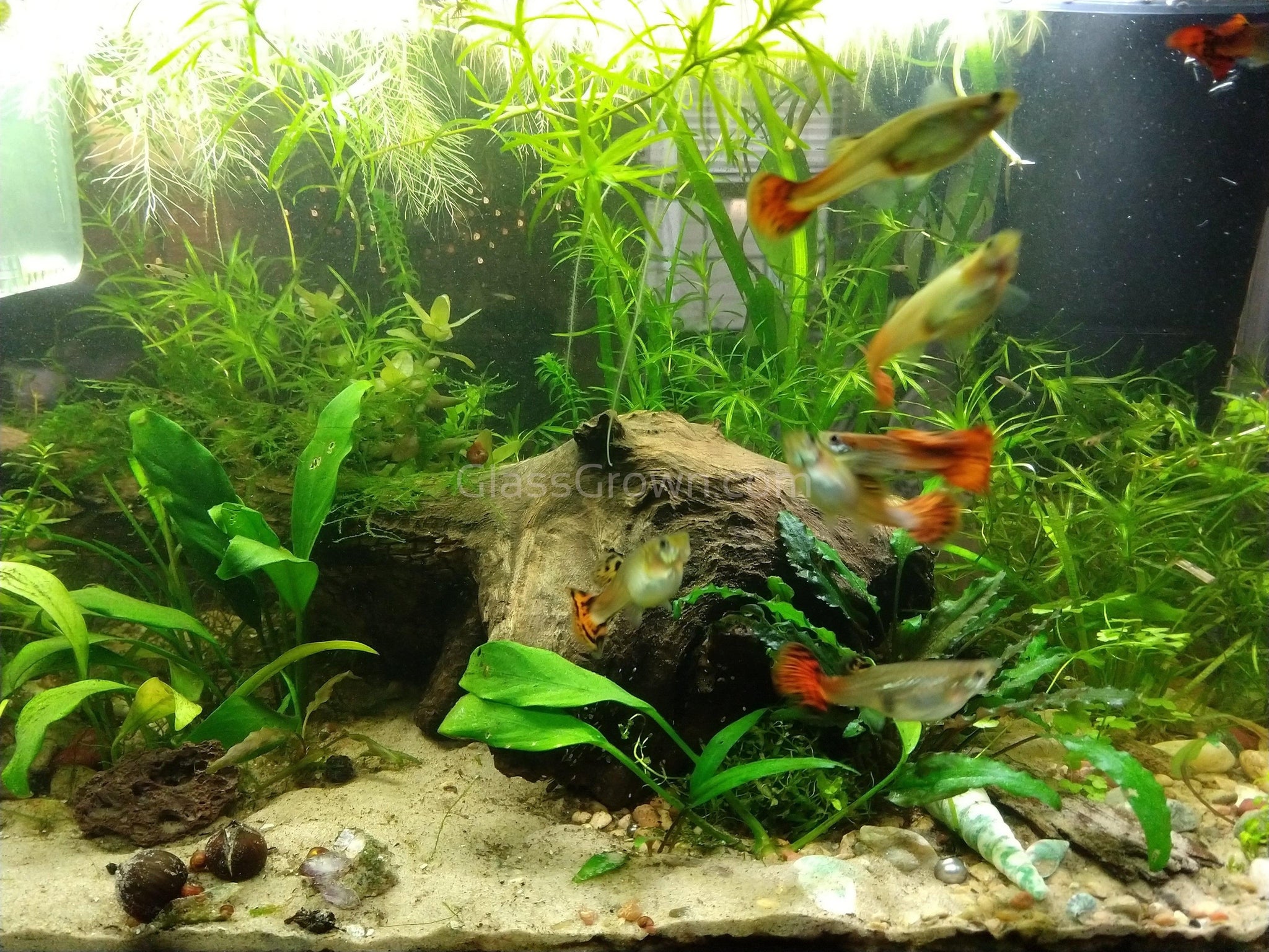 Seachem Flourish 2 Liter - Liquid Plant Fertilizer For Freshwater Aquariums  Aquarium Plant Food 2 Liter, image size:2048x1536