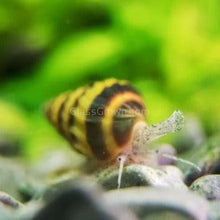 Load image into Gallery viewer, Assassin Snail-Live Animals-Glass Grown-Pack of Three Snails-Glass Grown Aquatics-Aquarium live fish plants, decor
