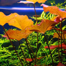 Load image into Gallery viewer, Autumn Spectacular Color Plant Pack (6 Plants)-Aquatic Plants-Glass Grown-Sure!-Standard Autumn Color Pack-Glass Grown Aquatics-Aquarium live fish plants, decor
