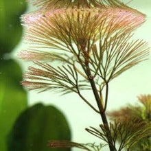 Load image into Gallery viewer, Autumn Spectacular Color Plant Pack (6 Plants)-Aquatic Plants-Glass Grown-Sure!-Standard Autumn Color Pack-Glass Grown Aquatics-Aquarium live fish plants, decor
