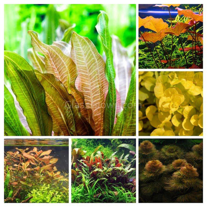 Autumn Spectacular Color Plant Pack (6 Plants)-Aquatic Plants-Glass Grown-Sure!-Standard Autumn Color Pack-Glass Grown Aquatics-Aquarium live fish plants, decor