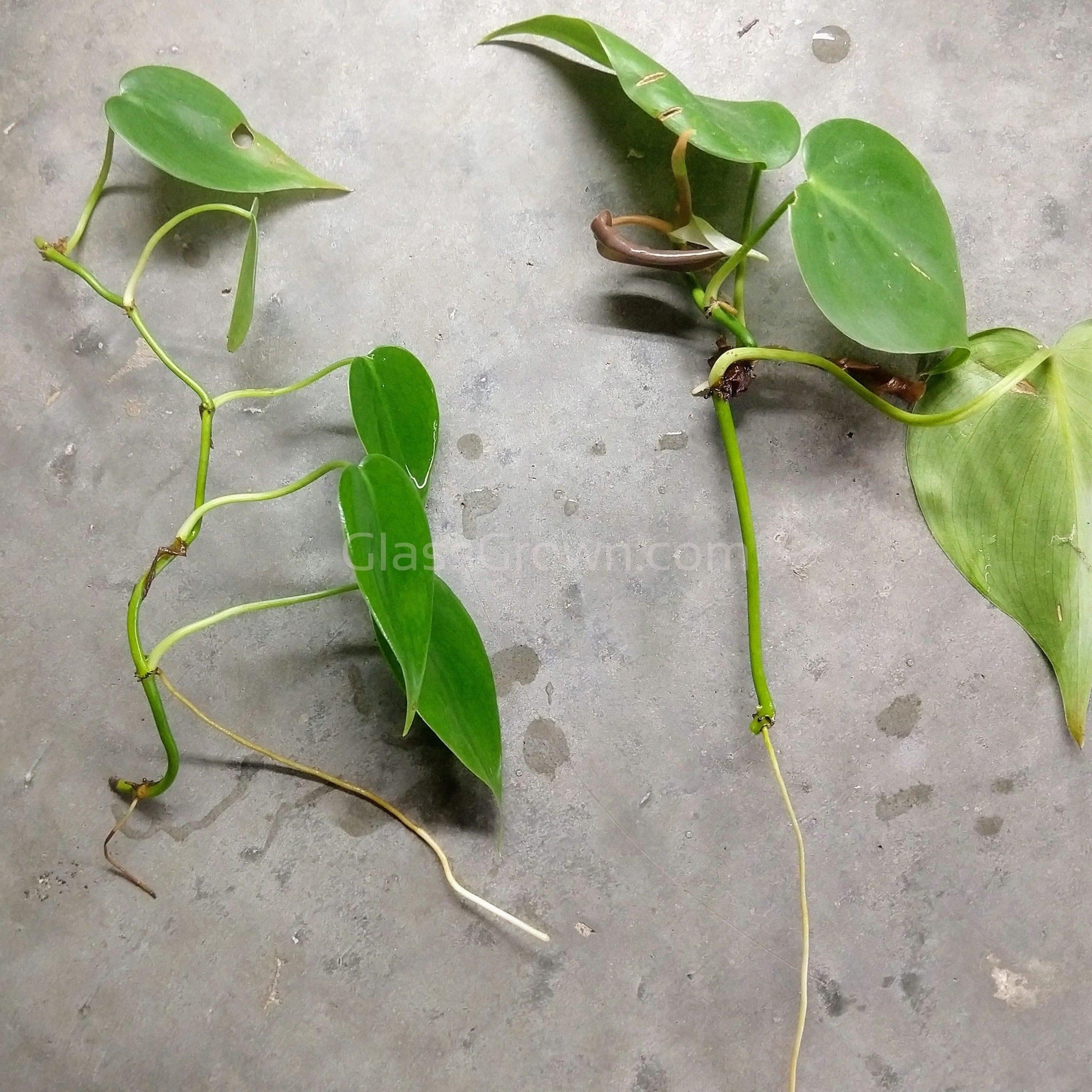 Axolotl Safe Plant Bundle – Low Light