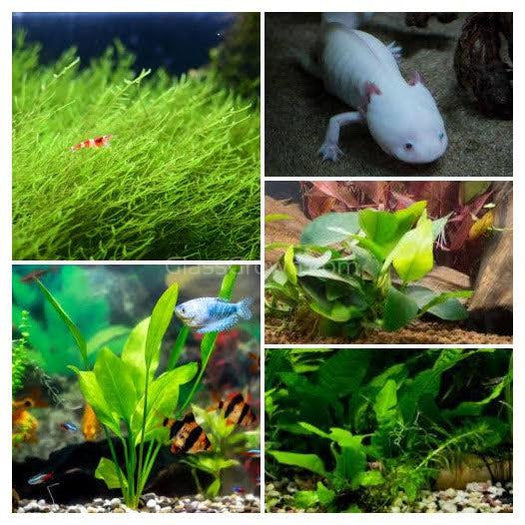 Axolotl Lower Light Plant Bundle w/ Java (4 plants)-Aquatic Plants-Glass Grown-Single Pack (4 plants)-Ten Root Tabs-Glass Grown Aquatics-Aquarium live fish plants, decor