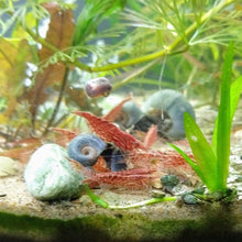 Load image into Gallery viewer, Baby Shrimp Grower Powdered Food Supplement-Fish Food-Glass Grown-12 Grams-Glass Grown Aquatics-Aquarium live fish plants, decor
