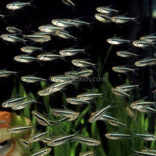 Load image into Gallery viewer, Black Neon Tetras 6 Pack-Live Animals-Glass Grown-School of 6-Glass Grown Aquatics-Aquarium live fish plants, decor
