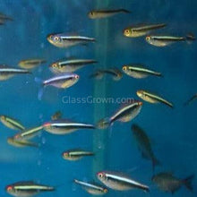 Load image into Gallery viewer, Black Neon Tetras 6 Pack-Live Animals-Glass Grown-School of 6-Glass Grown Aquatics-Aquarium live fish plants, decor
