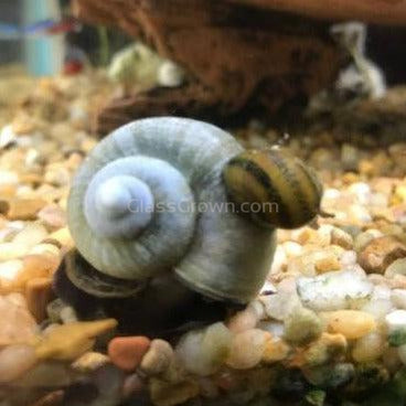 Blue Mystery Snail-Live Animals-Glass Grown-Single Snail-Glass Grown Aquatics-Aquarium live fish plants, decor