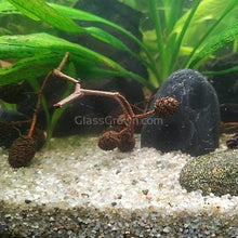 Load image into Gallery viewer, Organic Shrimp Botanicals 30 Pieces-Aquarium Decor-Glass Grown Aquatics-Sure!-Glass Grown Aquatics-Aquarium live fish plants, decor
