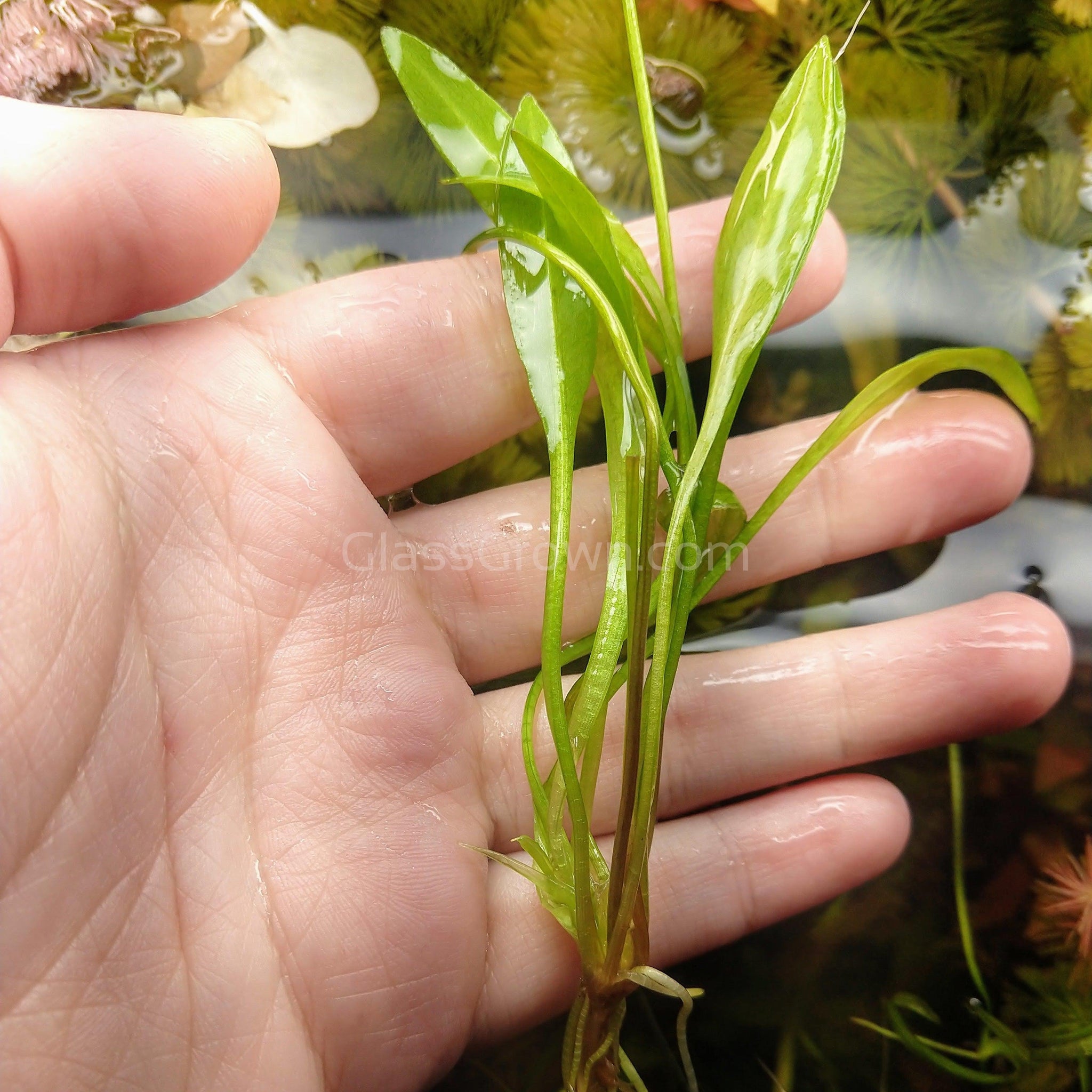 Potted Narrow Leaf Sword Aquarium Live Plant - Aquarium Plants for Sale