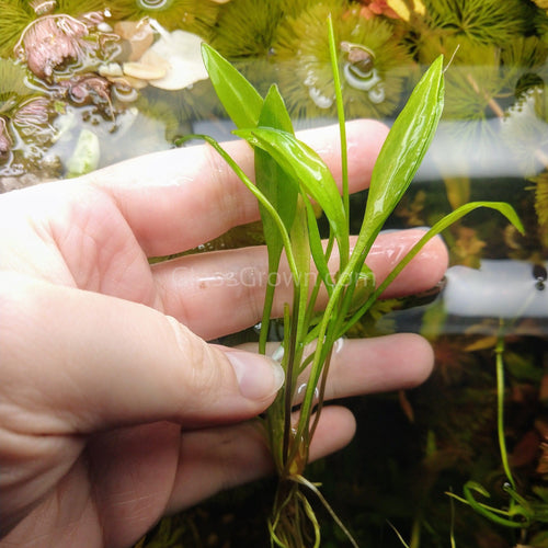 Broadleaf Chain Sword-Aquatic Plants-Glass Grown-Glass Grown Aquatics-Aquarium live fish plants, decor