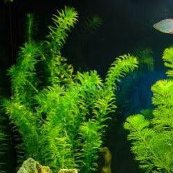 Bunch Anacharis-Aquatic Plants-Glass Grown-Glass Grown Aquatics-Aquarium live fish plants, decor