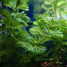 Load image into Gallery viewer, Bunch Bronze Cabomba Pulcherrima-Aquatic Plants-Glass Grown-Glass Grown Aquatics-Aquarium live fish plants, decor
