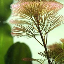 Load image into Gallery viewer, Bunch Bronze Cabomba Pulcherrima-Aquatic Plants-Glass Grown-Glass Grown Aquatics-Aquarium live fish plants, decor
