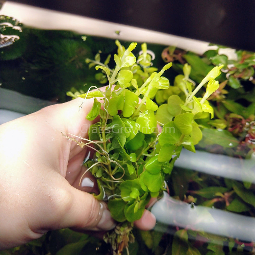 Bunch Golden lloydiella Golden Jenny-Aquatic Plants-Glass Grown-Glass Grown Aquatics-Aquarium live fish plants, decor