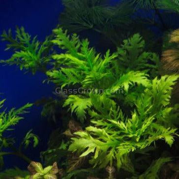 wisteria aquarium Water Wisteria (Hygrophila Difformis)