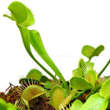 Load image into Gallery viewer, Carnivorous Assortment Terrarium Plants (2&quot; pots, 3 Pack)-Aquatic Plants-Glass Grown-Glass Grown Aquatics-Aquarium live fish plants, decor
