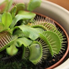Load image into Gallery viewer, Carnivorous Assortment Terrarium Plants (2&quot; pots, 3 Pack)-Aquatic Plants-Glass Grown-Glass Grown Aquatics-Aquarium live fish plants, decor

