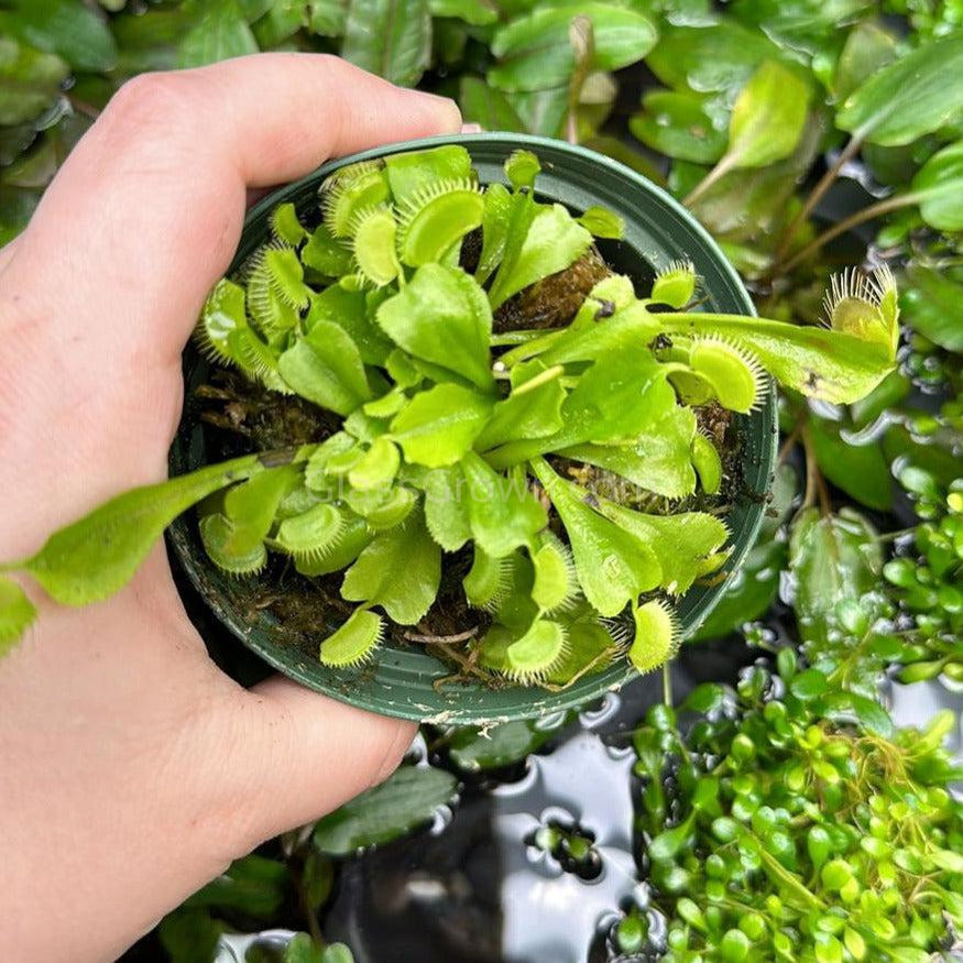 carnivorous terrarium plants Carnivorous Assortment Terrarium Plants (2" pots, 3 Pack) – Glass Grown  Aquatics
