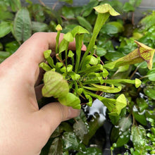 Load image into Gallery viewer, Carnivorous Assortment Terrarium Plants (2&quot; pots, 3 Pack)-Aquatic Plants-Glass Grown-Glass Grown Aquatics-Aquarium live fish plants, decor
